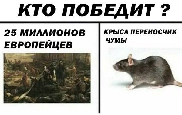 Уничтожение крыс в Воронеже, цены, стоимость, методы