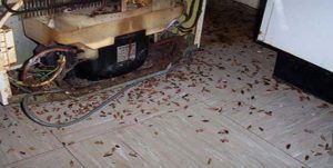 Поморить тараканов в квартире в Воронеже, цены