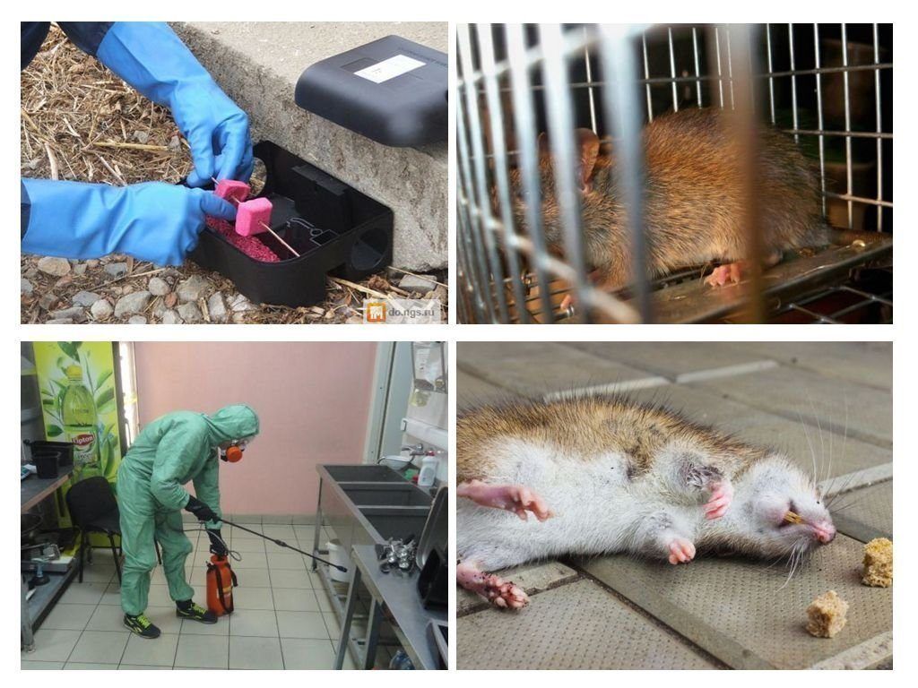 Фирма по уничтожению грызунов, крыс и мышей в Воронеже