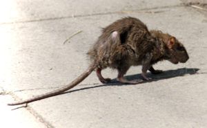 Фирма по уничтожению грызунов, крыс и мышей в Воронеже