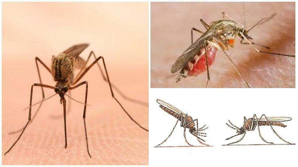 Уничтожение комаров в Воронеже