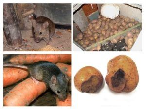Служба по уничтожению грызунов, крыс и мышей в Воронеже