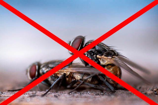 Профессиональное уничтожение мух в Воронеже с гарантией