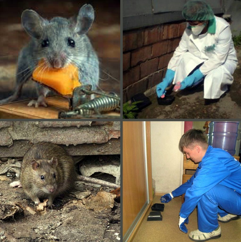 Дезинфекция от грызунов, крыс и мышей в Воронеже