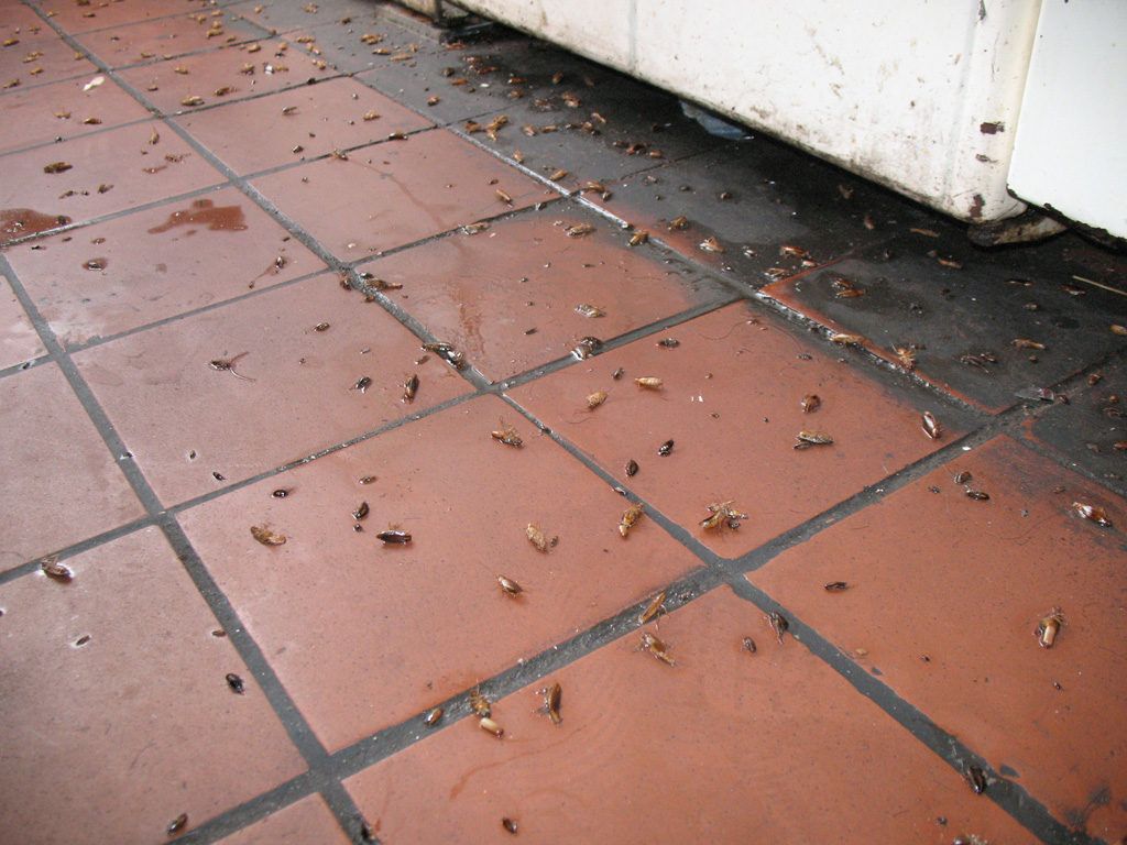 Уничтожение тараканов в квартире в Воронеже 