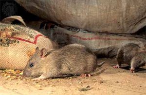 Дератизация от грызунов от крыс и мышей в Воронеже