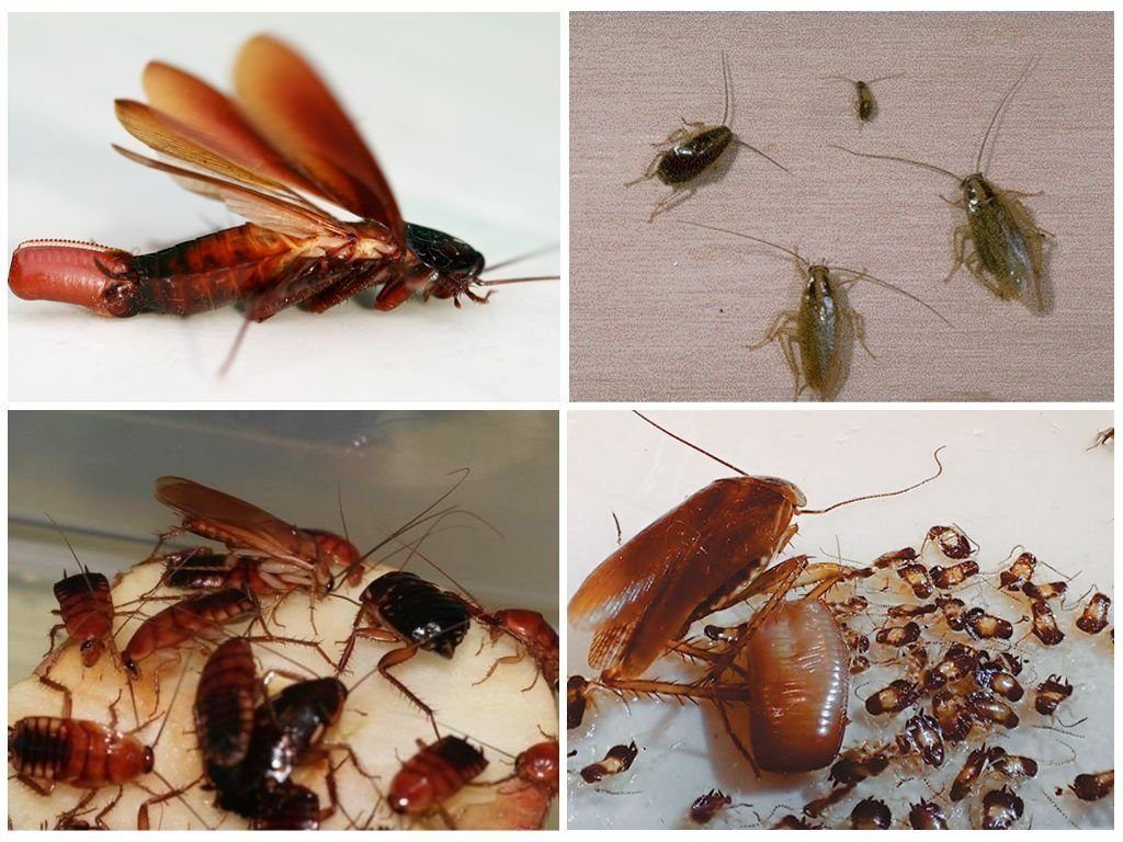 Уничтожение тараканов в квартире в Воронеже 