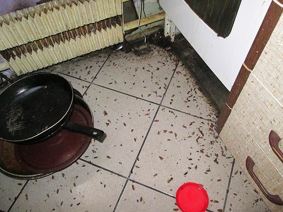Санэпидемстанция от тараканов в Воронеже, вызвать, цены